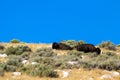 Two American Bison atop a hill in Antelope Island State Park in Utah Royalty Free Stock Photo