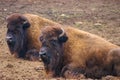 Two american bison chilling at the safari Royalty Free Stock Photo