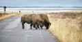Two American bison cross a road in Grand Teton National Park, selective focus, Wyoming, USA Royalty Free Stock Photo