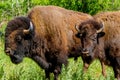 Two American Buffalo, Living on the Range in Oklahoma Royalty Free Stock Photo