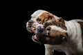 Two American Bulldogs, American Bulldog, Dogs plays with the ball Royalty Free Stock Photo