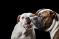 Two American Bulldogs, American Bulldog, Dogs plays with the ball Royalty Free Stock Photo