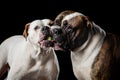 Two American Bulldogs, American Bulldog, Dogs plays with the ball Royalty Free Stock Photo