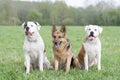 Two American bulldogs and one German sheepdog Royalty Free Stock Photo