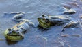 Two American Bullfrog Adult Males Croaking and Fighting for Territory. Royalty Free Stock Photo