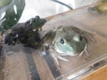 Two American Bullfrogs kept in a plastic tank on display