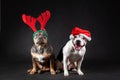 Two american bully female dogs wearing santa claus red hat and reindeer horns sitting at black background. Royalty Free Stock Photo