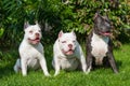 Two American Bully puppies and American Staffordshire Terrier dog Royalty Free Stock Photo