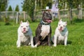 Two American Bully puppies and American Staffordshire Terrier dog Royalty Free Stock Photo