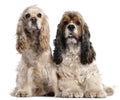 Two American Cocker Spaniels, 1 and 2 years old Royalty Free Stock Photo