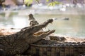 Two American crocodile Royalty Free Stock Photo