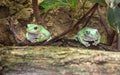 Two American Green Tree Frog, Hyla Cinerea, perched on a branch, against a soft green background. Wilhelma, Struttgart Royalty Free Stock Photo