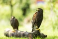 Two american Harris Hawks Parabuteo Unicinctus sitting on a tree log outside in the sun against a green background