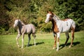 American Paint horses on the green meadow Royalty Free Stock Photo