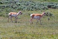 Two American Pronghorn Antelope does near Slough Creek Royalty Free Stock Photo