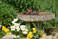 Two American Robins share a birdbath