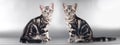 Two American shorthair kittens on silver background