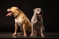 Two American Staffordshire Terrier Dogs Sitting together and touching paws on Isolated Black Background Royalty Free Stock Photo