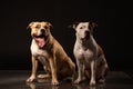 Two American Staffordshire Terrier Dogs Sitting together and touching paws on Isolated Black Background Royalty Free Stock Photo