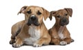 Two American Staffordshire terriers, 4 months Royalty Free Stock Photo