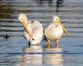 Two American white pelican, binomial name Pelecanus erythrorhynchos, standing in White Rock Lake in Dallas, Texas. Royalty Free Stock Photo