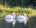 Two American white pelican, binomial name Pelecanus erythrorhynchos, swimming in White Rock Lake in Dallas, Texas. Royalty Free Stock Photo