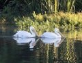 Two American white pelican, binomial name Pelecanus erythrorhynchos, swimming in White Rock Lake in Dallas, Texas. Royalty Free Stock Photo