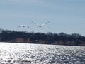 Two American White Pelicans In Flight