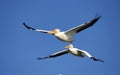 Two American White Pelicans flying against blue sky Royalty Free Stock Photo