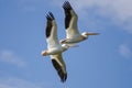 Two American White Pelicans Flying in a Blue Sky Royalty Free Stock Photo