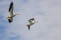 Two American White Pelicans Flying in a Cloudy Blue Sky Royalty Free Stock Photo