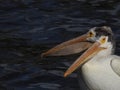 Two American white pelicans Montana