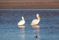 Two American White Pelicans in the Santa Clara river at McGrath State Park on the Pacific coast at Ventura California United Royalty Free Stock Photo