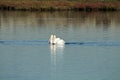 Two American white pelicans swimming in the Bolsa Chica Wetlands in California Royalty Free Stock Photo