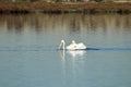Two American white pelicans swimming in the Bolsa Chica Wetlands in California Royalty Free Stock Photo