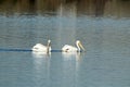 Two American white pelicans swimming in the Wetlands Royalty Free Stock Photo