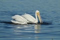 Two American white pelicans swimming and diving for food Royalty Free Stock Photo