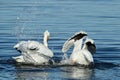 Two American white pelicans swimming and splashing in the water Royalty Free Stock Photo