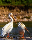 Pelicans, bird Looking