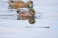 Two American Widgeon swim on glassy sea feeding with bright reflection