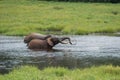 Two amicable elephant playing in the water Republic of the Congo