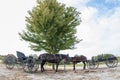 Amish horses and hacks Royalty Free Stock Photo