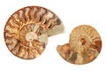 Two ammonites Royalty Free Stock Photo