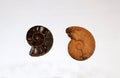 Two ammonites close up. Ã¢ââ2 Royalty Free Stock Photo