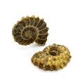 Two ammonites Royalty Free Stock Photo