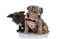 Two Amstaff puppies curiously looking to the side