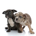 Two Amstaff puppies looking upwards mystified