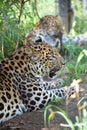 Two Amur Leopards Royalty Free Stock Photo