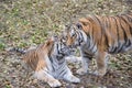 Two Amur or Siberian tigers, the biggest wild cats in the world