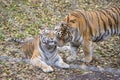 Two Amur or Siberian tigers, the biggest wild cats in the world playing in the zoo